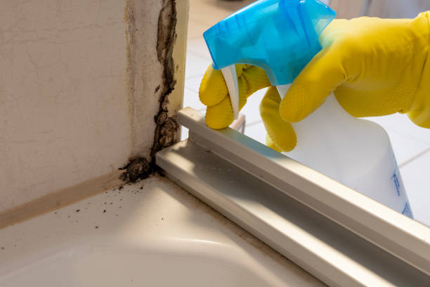 Best Office Mold Removal Services  in Tickfaw, LA
