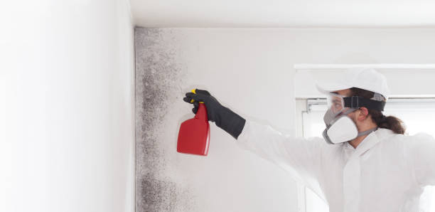 Professional Mold Removal in Tickfaw, LA