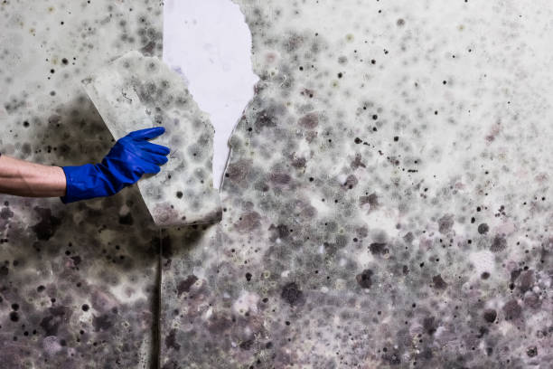 Crawl Space Mold Removal in Tickfaw, LA
