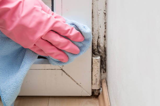 Home Mold Removal in Tickfaw, LA