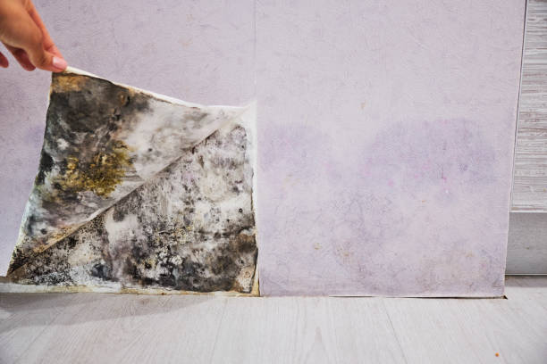 Best Mold Removal Company Near Me  in Tickfaw, LA